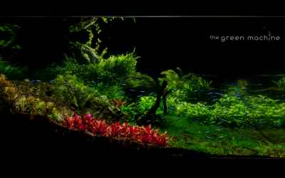 Huge Aquascape Tutorial Step by Step - Spontaneity by James Findley
