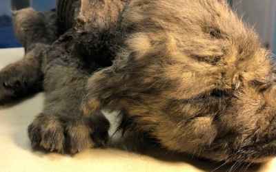 Adorable 18,000-Year-Old Puppy Dogor Found Extremely Well Preserved in Siberia